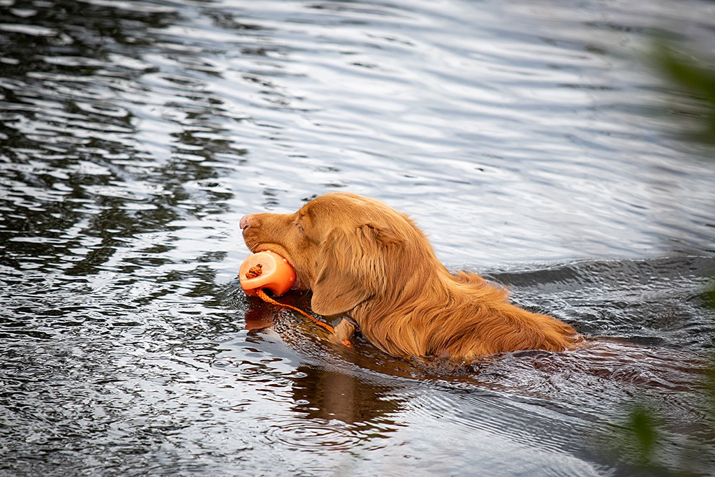 Edison schwimmt mit einem orangenem Wasserdummy im Fang auf dem See
