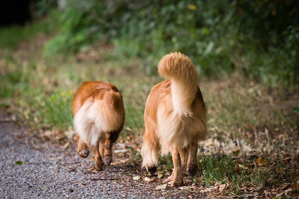 Edison und Ivalu von hinten fotografiert während sie über einen Waldweg laufen