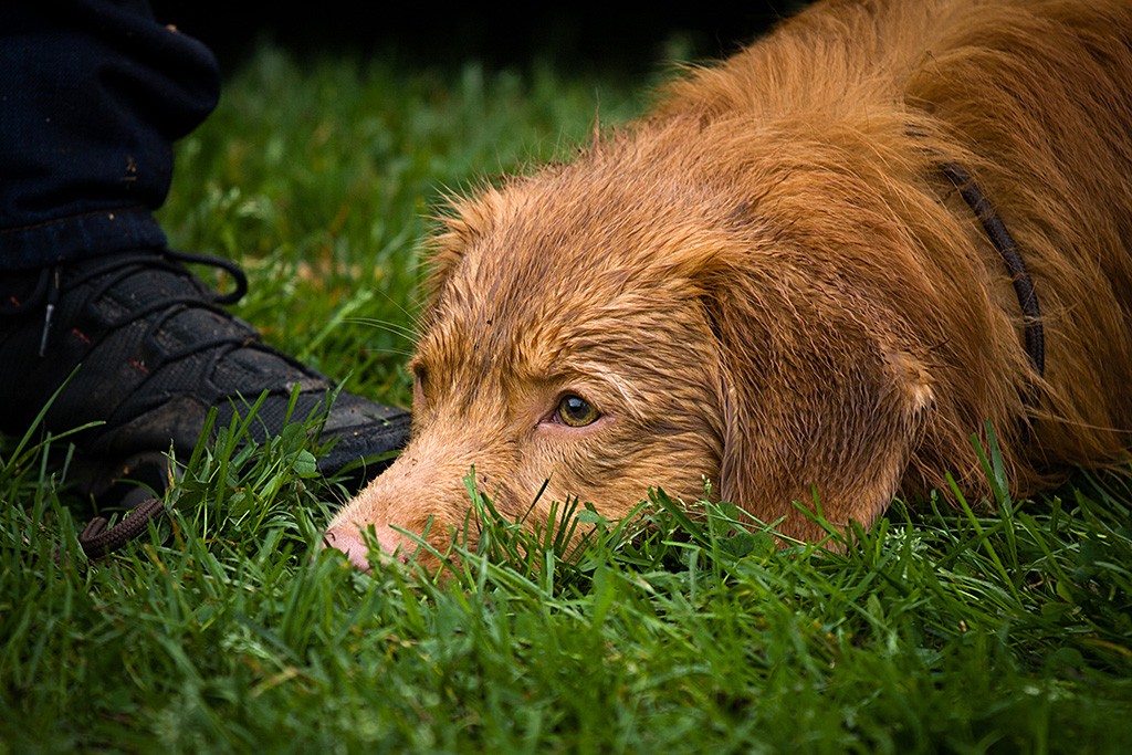 Edison liegt nass und geschafft mit dem Kopf im Gras neben Stephans Fuß