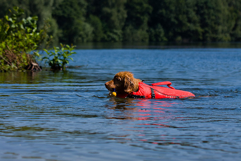 Edison bringt sein Spielzeug aus dem Wasser zurück
